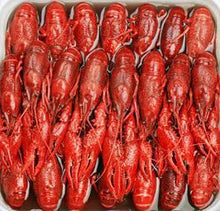Load image into Gallery viewer, Mediterranean Wild Caught Crawfish - 3 Pounds Box