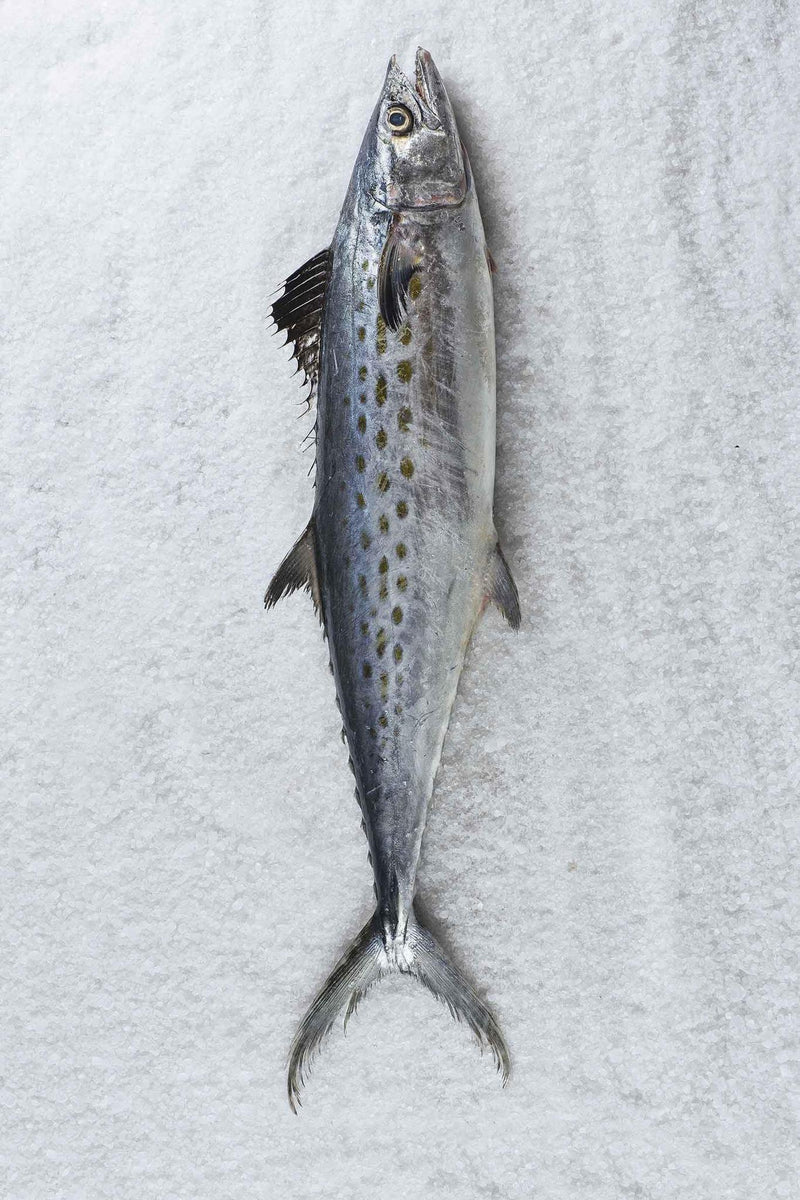 buying sierra fish by box The King of Tiny Gift Perfect for ceviche Pacific sierra - Wikipedia