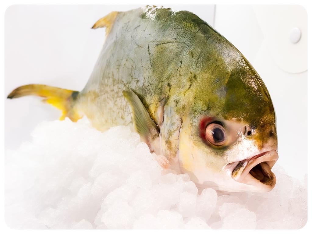 GERALD.ph. Shop Pompano Fish (Frozen) | Gourmet Delivery/Pick-up Pompano fish near me