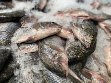 Load image into Gallery viewer, Whole Tilapia - Mojarra Entera, Gutted &amp; Scaled, Ocean-Raised, Per Pound