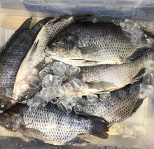 Load image into Gallery viewer, Whole Tilapia - Mojarra Entera, Gutted &amp; Scaled, Ocean-Raised, Per Pound