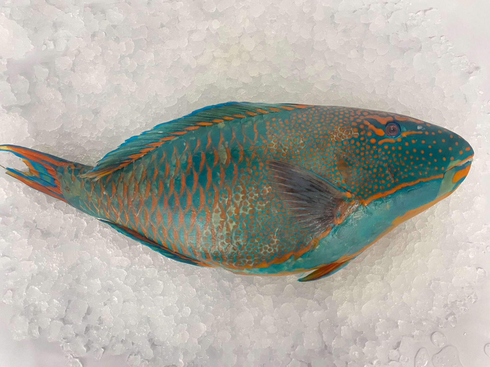 Per One Fish Whole Parrot Fish 4–5 lbs – $19.95 per Fish | Tres Islas Seafood