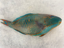 Load image into Gallery viewer, Fresh Whole Parrot Fish (4-6 lbs) - Premium Tropical Reef Fish