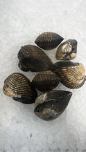 Load image into Gallery viewer, Live Blood Clams - Pata de Mula, Almeja Negra Fresca from Mexico - 1 lb