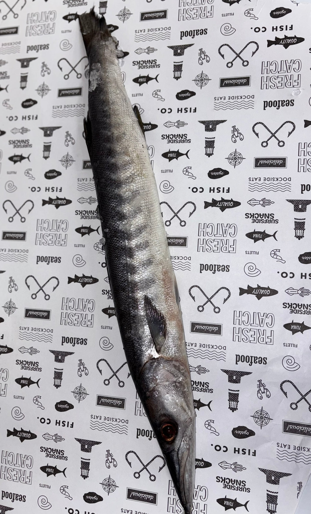 Wild Caught Barracuda - Whole Fish