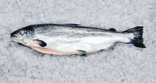 Load image into Gallery viewer, Wild Caught Whole Sockeye Salmon