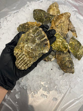 Load image into Gallery viewer, Live Jumbo Pacific Oyster - Fresh Whole (Shell-On)