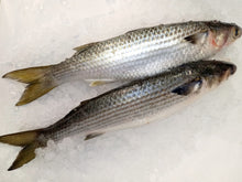 Load image into Gallery viewer, Fresh Whole Mullet Fish (1.5-2 lbs) - Wild Caught Lisa