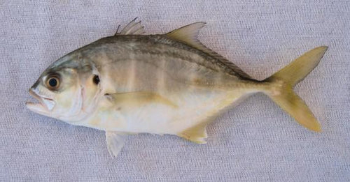 Jack Crevalle Fish - Jurel Pescado