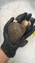 Load image into Gallery viewer, Live Blood Clams - Pata de Mula, Almeja Negra Fresca from Mexico - 1 lb