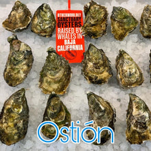 Load image into Gallery viewer, Jumbo Box Fresh Live Sanctuary Oysters - 60 Oysters (5 Dozen)