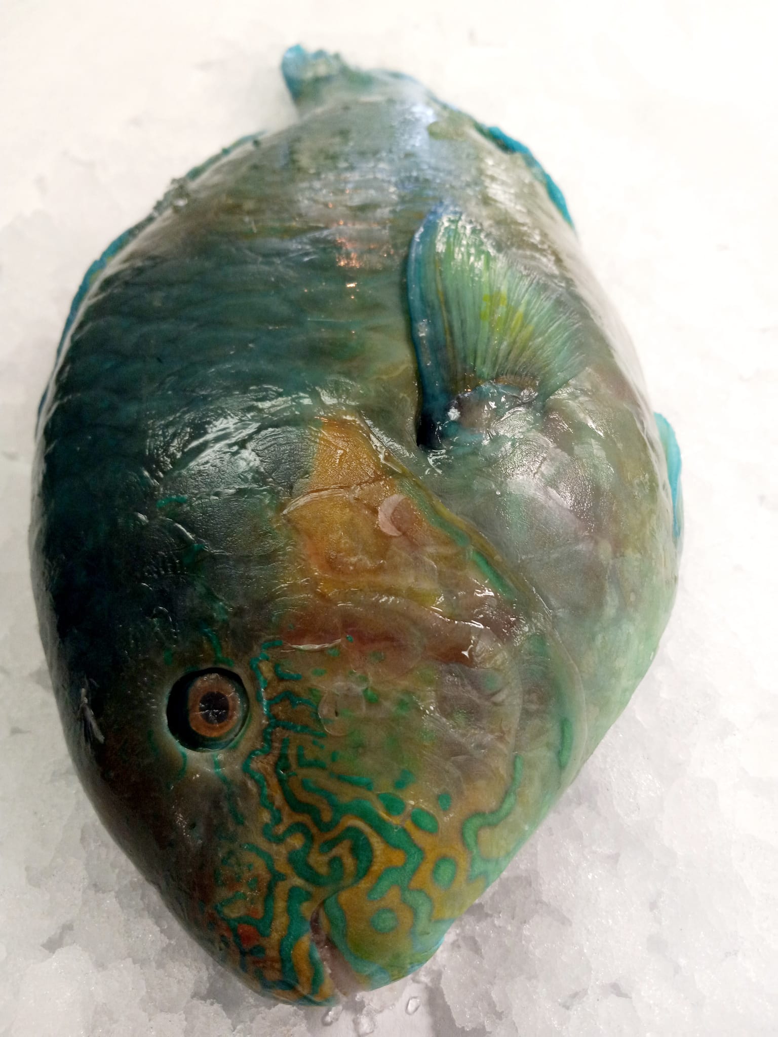 Per One Fish Whole Parrot Fish 4–5 lbs – $19.95 per Fish | Tres Islas Seafood