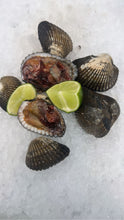 Load image into Gallery viewer, Live Blood Clams - Pata de Mula, Almeja Negra Fresca from Mexico - 1 lb