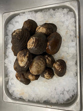 Load image into Gallery viewer, Live Blood Clams - Pata de Mula, Almeja Negra Fresca from Mexico - 1 lb