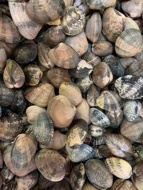 Manila Clam Fresh/Live-Almeja Manila Fresca/Viva