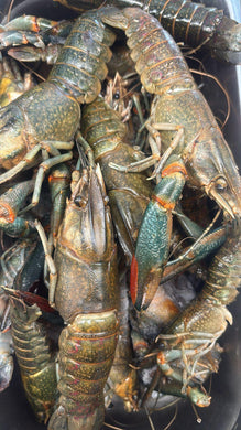 River Prawn Cauque Chacal - Freshwater Prawn Wild Caught