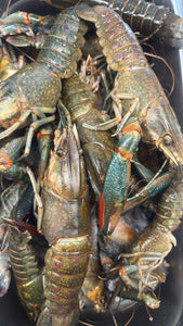 River Prawn Cauque Chacal - Freshwater Prawn Wild Caught