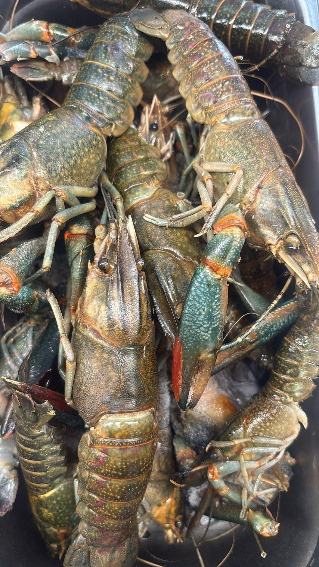 River Prawn Cauque Chacal - Freshwater Prawn Wild Caught