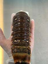 Load image into Gallery viewer, Large 5/6 oz  Lobster Tail