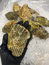 Load image into Gallery viewer, Live Jumbo Pacific Oysters for Grilling - Weekly Arrivals (12 pieces)
