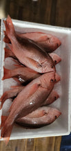 Load image into Gallery viewer, Red Snapper / Huachinango Large Huachinango