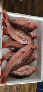 Red Snapper / Huachinango Large Huachinango