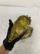 Load image into Gallery viewer, Live Jumbo Pacific Oyster - Fresh Whole (Shell-On)