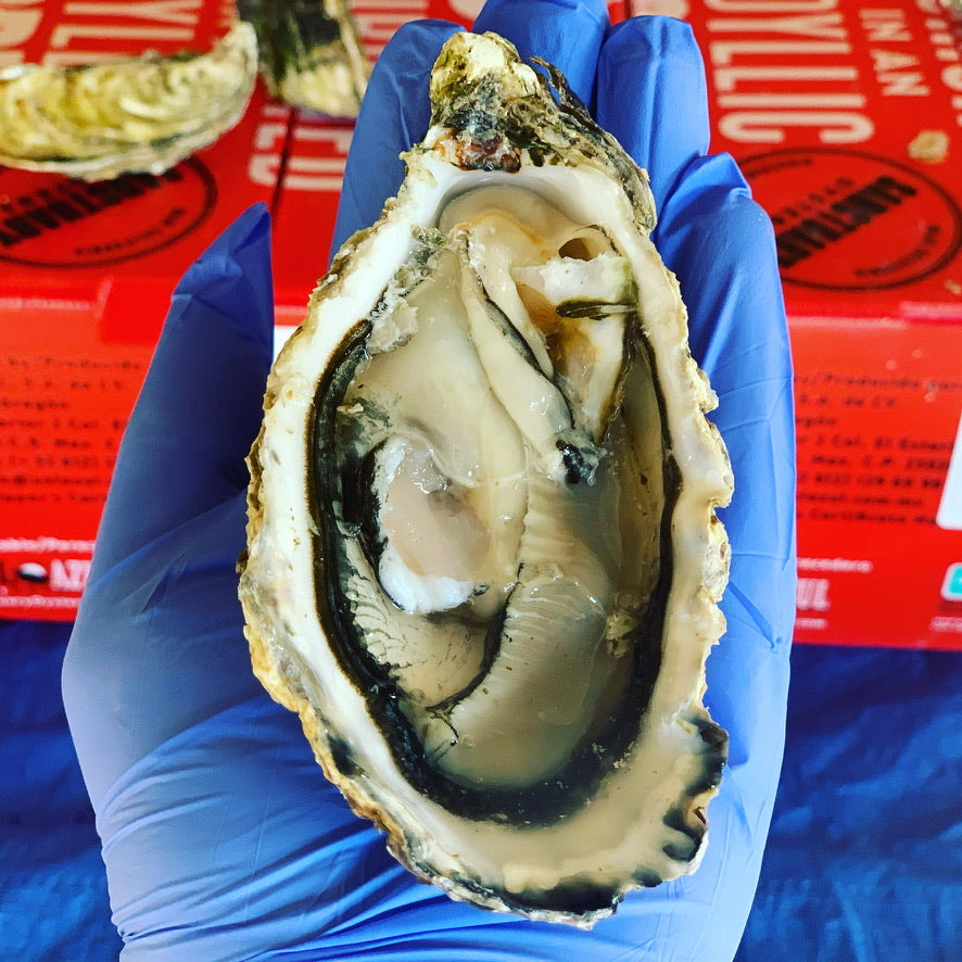 Live Jumbo Pacific Oyster - Shucked Single Piece
