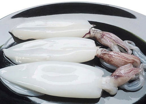 Squid  Loligo Tentacles