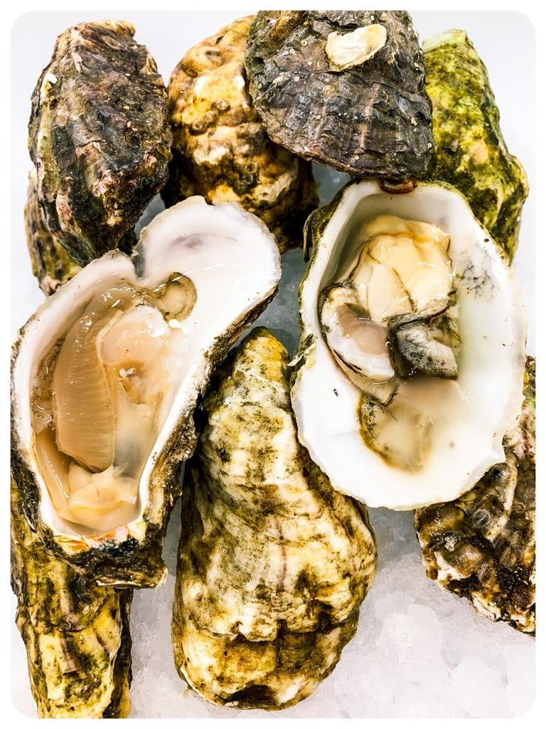 Live Jumbo Pacific Oysters - Shucked Dozen (12 pieces)