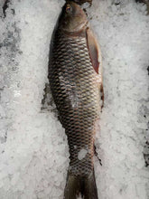 Load image into Gallery viewer, Whole Rohu Carp – Fresh Freshwater Fish | Price Per Lb