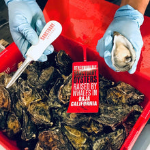 Load image into Gallery viewer, Jumbo Box Fresh Live Sanctuary Oysters - 60 Oysters (5 Dozen)
