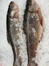 Load image into Gallery viewer, Whole Rohu Carp – Fresh Freshwater Fish | Price Per Lb