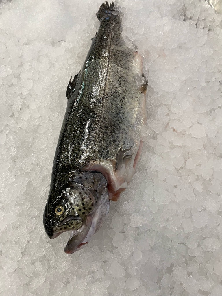 Rainbow Trout Wild Caught- Per Piece