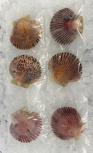 Load image into Gallery viewer, Halfshell Scallops