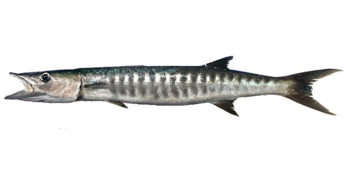 Barracuda Fish price per Pound