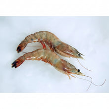 Load image into Gallery viewer, 10/20 U10 Head On shrimp Colossal   / Camaron Colossal con Cabeza
