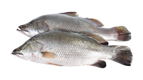 Barramundi Fish Price Per Pound