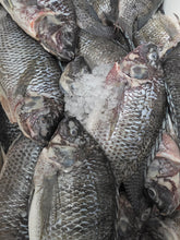 Load image into Gallery viewer, Whole Tilapia - Mojarra Entera, Gutted &amp; Scaled, Ocean-Raised, Per Pound
