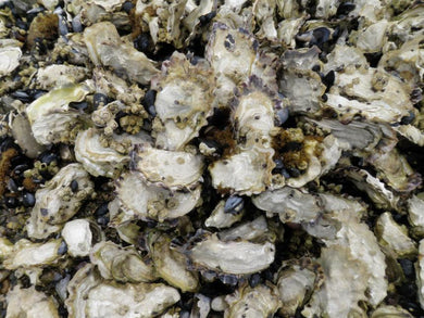 Live Washington Oysters 1 Dozen ( 12 Oysters )