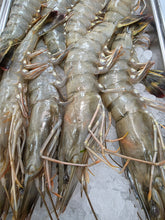 Load image into Gallery viewer, 6/8 Black Tiger Shrimp Head On Per Pound - Camaron Tigre Extra Colossal Por Libra