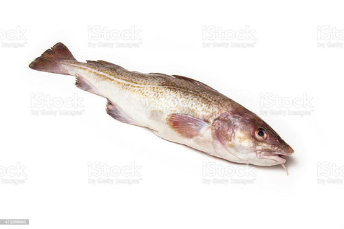 Cod Whole Pacific Fish - Pescado Bacalao Entero