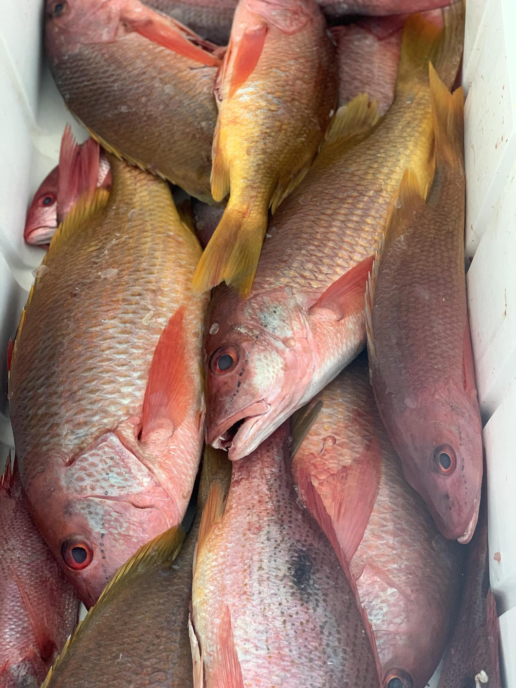 Pargo / Snapper Whole Fish Price Per Pound
