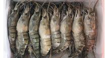 Load image into Gallery viewer, Premium Large Freshwater Prawns - 6-12 Count  - 2 Lb