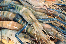 Load image into Gallery viewer, 4 Freshwater Shrimp - Langostino Jumbo  2 Libras
