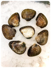 Load image into Gallery viewer, Live Blood Clams - Pata de Mula, Almeja Negra Fresca from Mexico - 1 lb