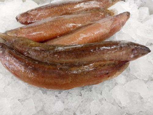 Eel Yellow Chunks