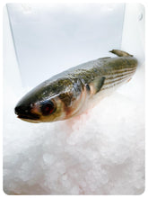Load image into Gallery viewer, Fresh Whole Mullet Fish (1.5-2 lbs) - Wild Caught Lisa