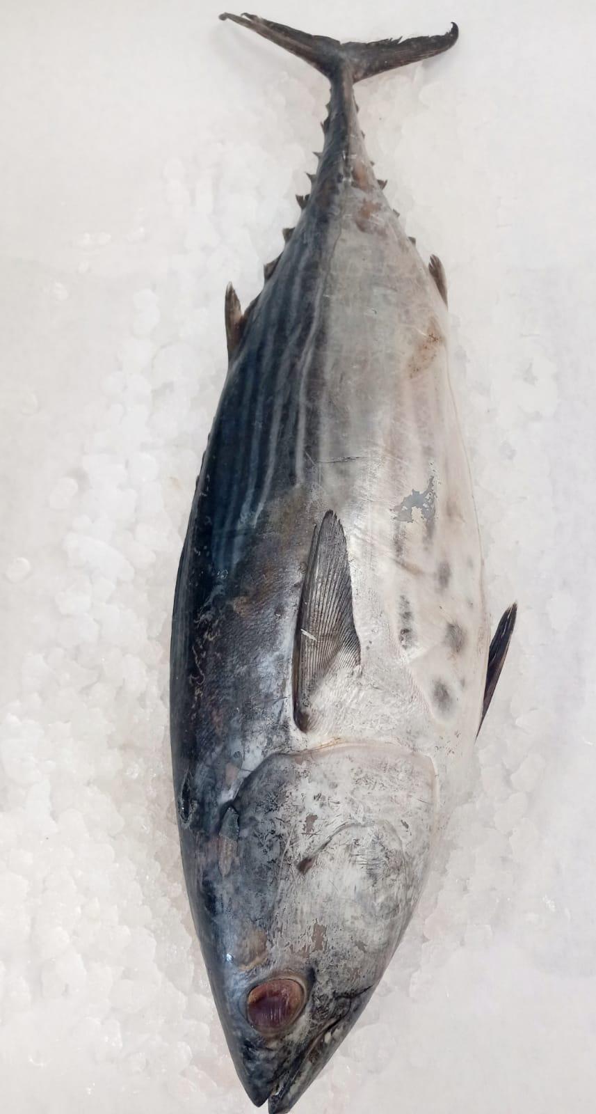 Wild Caught Bonito Whole Fish | Fresh Bonito Tuna | Tres Islas Seafood