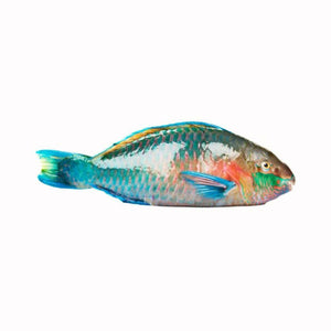 Parrot Fish - Pescado Perico Entero Por Libra
